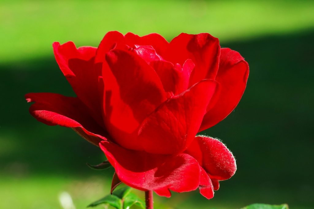 Cap Harmonie Sylvie Ducattillon Sophrologue à Foix