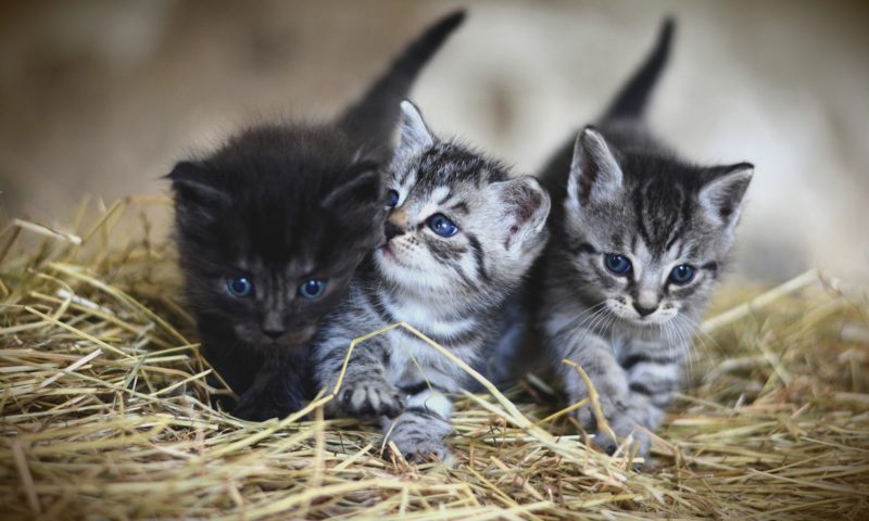 trois chatons